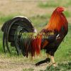 5 trứng gà Roundhead